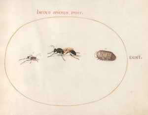 Tallerken 71: To hvepse og en pillebug af Joris Hoefnagel