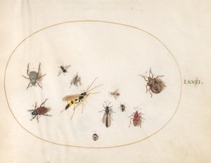Plade 72: Skjoldbug, kanelbug, hveps og andre insekter af Joris Hoefnagel