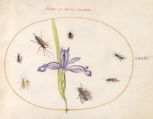 Plade 75: En flue og andre insekter med en iris af Joris Hoefnagel