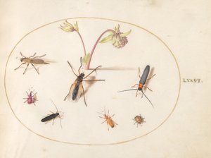 Tallerken 76: Insekter med en lyserød og cremet akeleje af Joris Hoefnagel