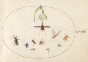 Tavle 77: prikket humleflue med en hvid blomst, en døgnflue, en blå snudebille og andre insekter af Joris Hoefnagel