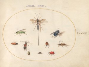 Plade 78: Ti insekter, inklusive en blå flue af Joris Hoefnagel