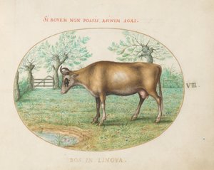 Plade 8: En ko af Joris Hoefnagel