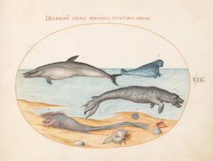 Plade 8: En delfin, to sæler, en brethmechin og skaller af Joris Hoefnagel