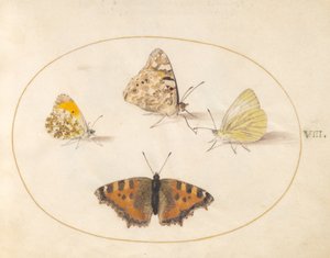 Plade 8: Orange Tip, Painted Lady, Southern Small White og Small Tortoiseshell Sommerfugle af Joris Hoefnagel