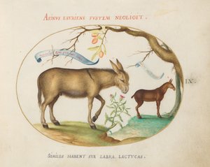 Plade 9: Et æsel og et muldyr af Joris Hoefnagel