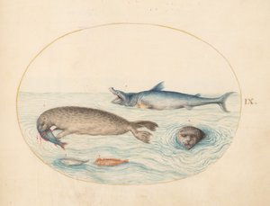 Plade 9: En stor hvid(?) haj, to sæler og to fisk af Joris Hoefnagel