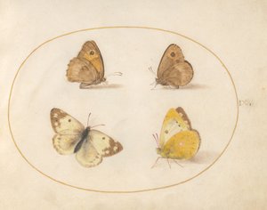 Plade 9: Engbrune, Gatekeeper, Clouded Yellow og Badehvide sommerfugle af Joris Hoefnagel
