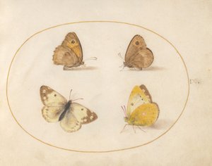  af Joris Hoefnagel