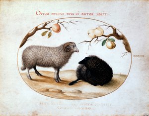 Vædder, sorte får og to æblegrene, 1500-tallet. af Joris Hoefnagel