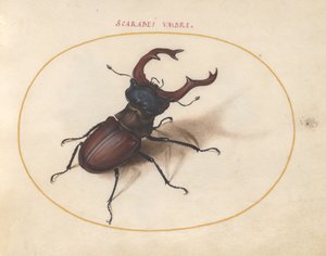 Scarab bille, c.1575-80