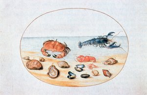 Skaller og skaldyr, 1500-tallet af Joris Hoefnagel