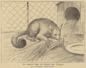 Garnetts Galago, ny beboer i Jardin des Plantes
