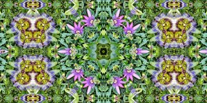 Væsner: Myrer i passionsblomstfeltet af Josef Johann Michel