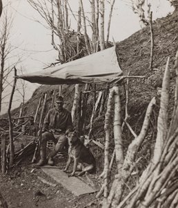 Album "Min verdenskrig - minder om den sydvestlige front i Kärnten, Italien, Trentino-Alto Adige) 31/03/1915-12/11/ 1918 - Josef Zohles Vienna ": militærhund under et telt ( af Josef Zohles