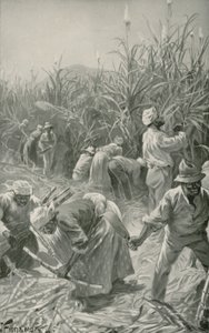 Sort på arbejde i en sukkerrørsplantage i Jamaica (litho)