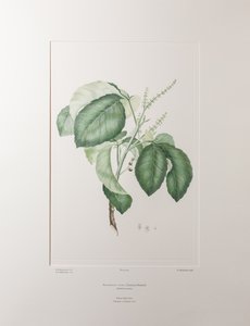 Allophyllus cobbe (Sapindaceae) - Tavle 365, Banks
