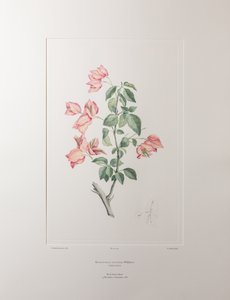 Bouganvillea spectabilis (Nyctaginaceae) - Tavle 355, Banks
