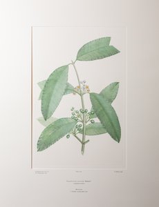 Calophyllum soulattri (Guttiferae) - Tavle 362, Banks