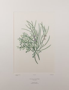Carmichaelia solandri (Leguminosae) - Tavle 429, Banks
