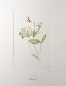 Cattleya forbesii (Orchidaceae) - Tavle 358, Banks