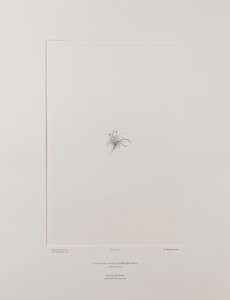 Colobanthus apetalus (Caryophyllaceae) - Tavle 414, Banks