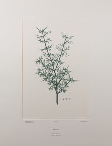 Discaria toumatou (Rhamnaceae) - Levy 426, Banks