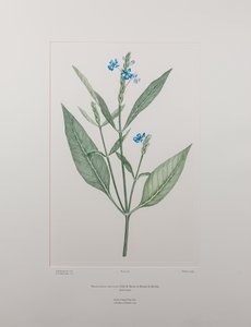 Eranthemum nervosa (Acanthaceae) - Tavle 378, Banks