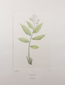 Globba marantina (Zingiberaceae) - Tavle 390, Banks