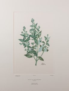 Haloragis erecta (Haloragidaceae) - Levy 439, Banks