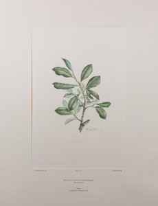 Heberdenia bahamensis (Myrsinaceae) - Tavle 395, Banks
