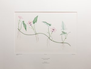 Ipomoea aquatica (Convolvulaceae) - Tavle 375, Banks