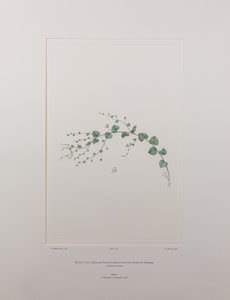 Kicksia spuria subsp. integrifolia (Scrophulariaceae) - Tavle 397, Banks