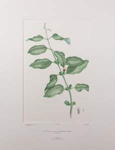 Lepeostegeres geminiflorus (Loranthaceae) - Levy 386, Banks