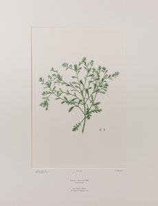 Lepidium flexicaule (Cruciferae) - Plade 409, Banks