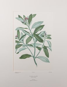 Pittosporum ralphii (Pittosporaceae) - Levy 413, Banks