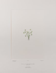 Ranunculus acaulis (Ranunculaceae) - Tavle 403, Banks