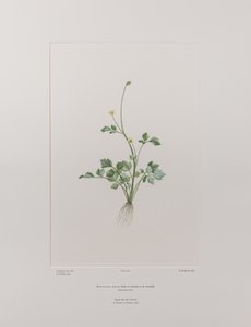 Ranunculus hirtus (Ranunculaceae) - Tavle 404, Banks