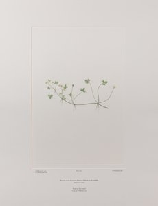 Ranunculus rivularis (Ranunculaceae) - Tavle 405, Banks