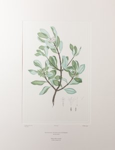 Schyphiphora hydrophyllacea (Rubiaceae) - Tavle 148, Banks