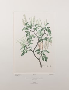 Weinmannia sylvicola (Cunoniaceae) - Tavle 436, Banks