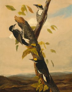 Sortrygget tretået spætte, 18311833.