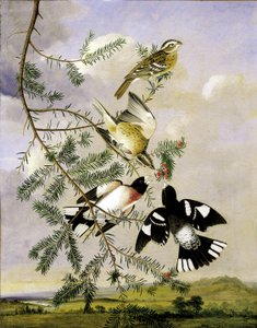 Rose-Breasted Grosbeak, midten af slutningen af det 19. århundrede.
