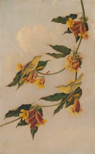 Gulsanger, 1830-1833.