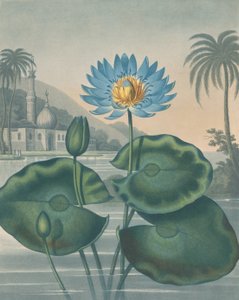 Den blå egyptiske åkande, 11. september 1804.