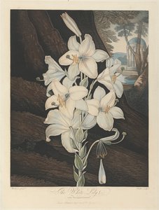 The White Lily with Variegated-Leaves, 1800, fra Robert John Thornton, 