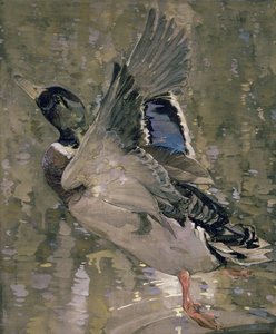 Mallard Rising (wc på papir)