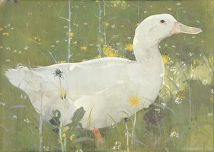 The White Drake (gouache på lærred)