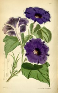 Ipomoea nul, 1868