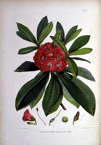 Rhododendron: Barbatum, litografi af Walter Hood Fitch